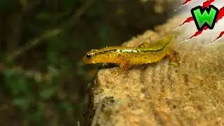 Surprised by a Slippery Salamander on the Trails! | Can I Catch It?
