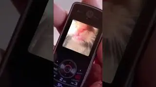 Покормить забыл. Трек: ENSKA - Ghostrunner #breakingbad #mem #cat #kitty #fun #мемчики #мем #phonk