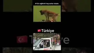T&uuml;rkiyede k&ouml;pek eğitimi vs diğer beta &uuml;lkeler #ruflix