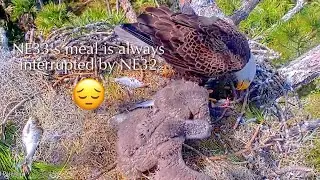 #244🦅NE32🐥29° & NE33🐥27°／NEFL 2025-2026／Gabby💗Beau／by American Eagle Foundation