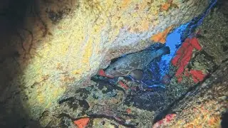 Les fourmigues de Giens avec Christine le 19 10 2025_4k