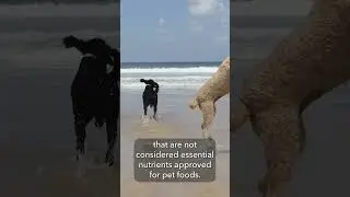 What Nutritional Considerations Do You Recommend for Working or Sporting Dogs?