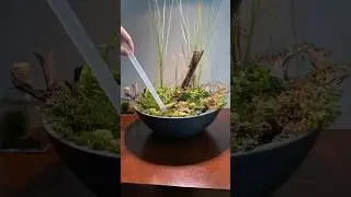 Moving mini pond outside #aquarium #fish #fishtank #plants #pond #minipond #aquascape