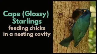 Cape Glossy Starlings feeding chicks in the nest - a short timeline of events
