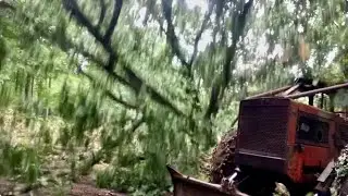 When a Logger May Have Gone Too Far….