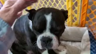 More Growling & Barking from Our Baby Boston's 😁🐾💕