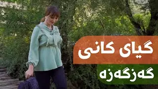 Giyayê Kanî | گیای کانی - گەزگەزە