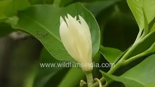 Michelia champaca, now known as Magnolia champaca, also joy perfume tree, yellow jade orchid tree