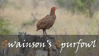 Swainson's Spurfowl (Pternistis swainsonii) Bird Call & Video | Groundbirds | Stories Of The Kruger