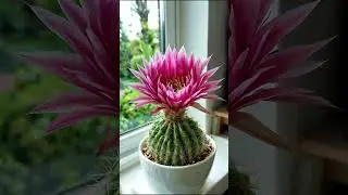 Beautiful cactus flower