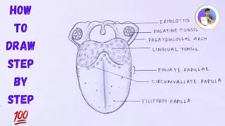 how to draw human TONGUE diagram easily - step by step | TONGUE diagram drawing