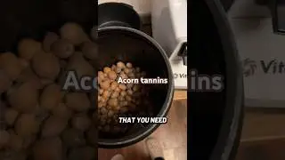 Extracting tannins from acorns for yarn dyeing.