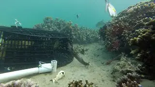 Precise and non-destructive deployment of eel traps