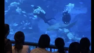 SEA Aquarium @Singapore - Exciting and satisfying fish feeding session