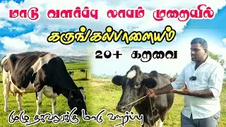 20+ கறவை மாடுகள் லாபம் முறையில் வளர்ப்பு 🔥 கருங்கல்பாளையம் சந்தையில் இந்த வாரம் மாடுகள் 