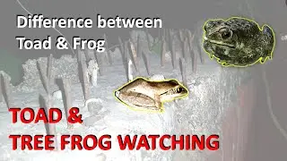 Toad and Frog watching | Difference between Toad and Frog (see description) | Backyard frog video