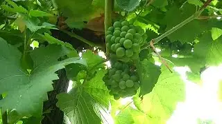 Weinernte in Frankreich leidet unter Frost