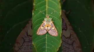 Beautiful Moth #macroshot #insects #shorts