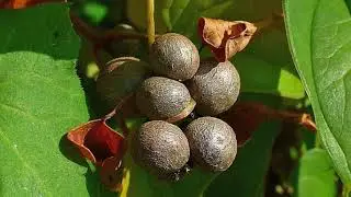 Cinnamon Vine: The Plant that Could Have Replaced the Potato