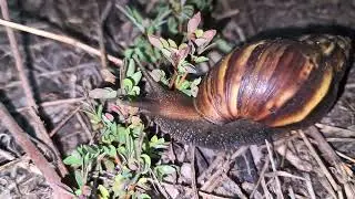 I recorded the scene of a snail eating at night
