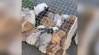 PETS IN RIYADH | AZIAIYAH PETS MARKET | FROM 10 RIYAL TO 1000 RIYAL|LETS EXPLORE