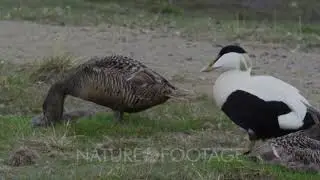 Common Eider (Somateria mollissima) nesting