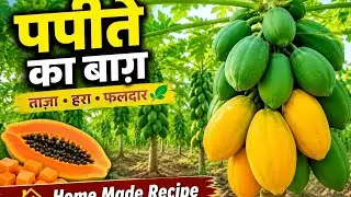 Fresh & Organic Farming Papaya Garden Tour | Natural Farming LifeGreen Papaya Garden in Village | 