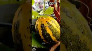 കണിവെള്ളരി #കണിക്കൊന്ന #vishu
