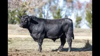 Lot 33 - Alloura Total T198