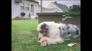 kutti mohabbat medog smoking cigarette memedog smoking cigarette memedog smoking cigarette meme