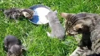 4 little kittens... 4 kiscica...