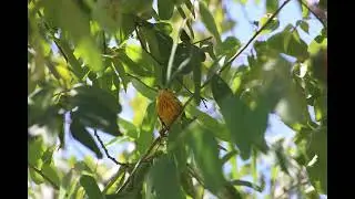 yellow warbler migration
