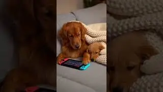 Dog Hide Switch and Pretend to Nap Hilarious Trick Caught on Camera #dog #funny #pets