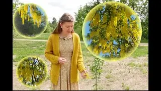 Gražus, bet pavojingas: PUPMEDIS