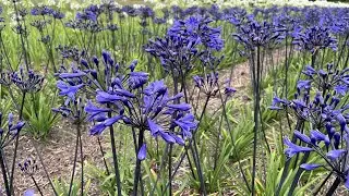 Agapanthus 'Black Buddhist' - FarmerGracy.co.uk
