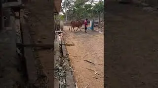 gir cow #india #ap #andhra #east #dairy #instagram #ts #desicow #cows #mp