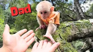 Monkey Kyo and Dad: Exploring the mysterious forest | Full version