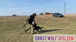 Ernst Wolf'sfelzem, 1 год