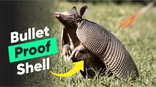 10 Powerful and Unusual Animals in the World