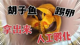 黄金胡子鱼踢卵怎么办？你不孵？我来！抠出鱼卵自己孵化胡子鱼