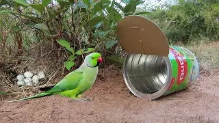 Quick Parrot Bird Trap Using Dupro Milk Cans & Case - Fantastic Bird Trap