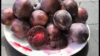 Сливово-вишневий гібрид (СВГ) Мейнор. Суперсорт для компотів!