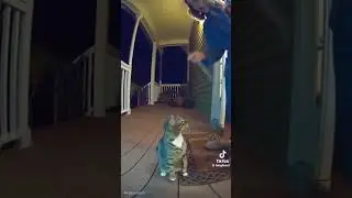 Amazing Cat 😲😲