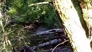 Exploring Surrey British Columbia 🇨🇦 May 27 2025