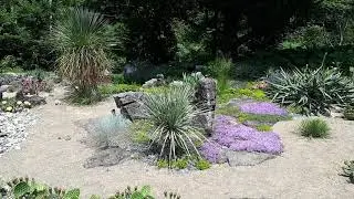 cold hardy cactus and yucca garden Quebec Canada