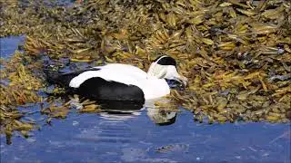 Iceland - Common Eider - Eider &agrave; duvet