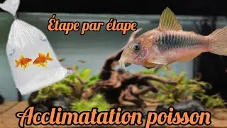 Tuto acclimatation des poissons et introduction des mes nouveaux poissons