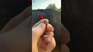 Horse fly
