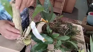 Llegó el pedido de mis orquídeas 🌸