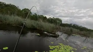 INSANE Australian Bass Topwater Hits! | Fishing Ewen Maddock Dam